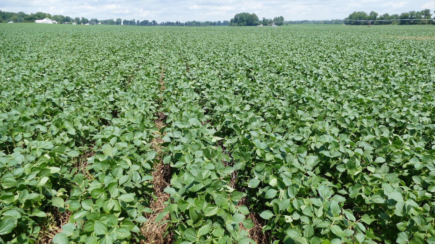 Soybean plant at full flower